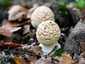 Légyölő galóca (Amanita muscaria), Budai-hegység
